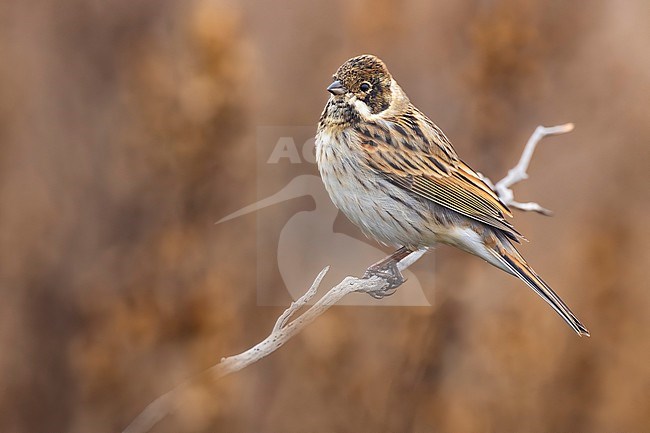 Common Reed Bunting (Emberiza schoeniclus) in Italy. stock-image by Agami/Daniele Occhiato,