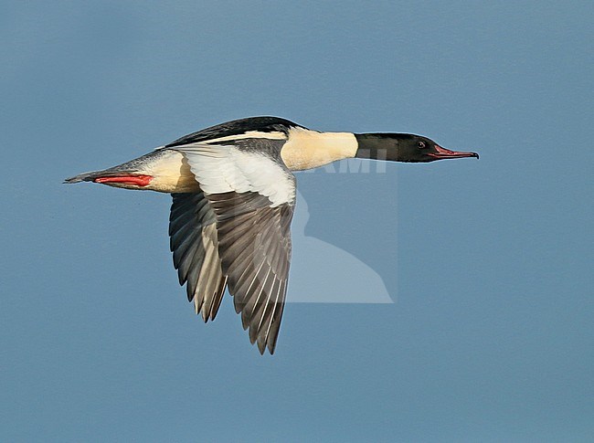 Goosander (Mergus merganser), adult male in flight, seen from the side, showing upper wing. stock-image by Agami/Fred Visscher,
