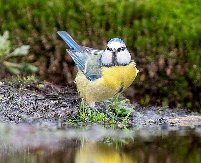 Blue Tit (Cyanistes caeruleus) perched near pool in the forest stock-image by Agami/Roy de Haas,