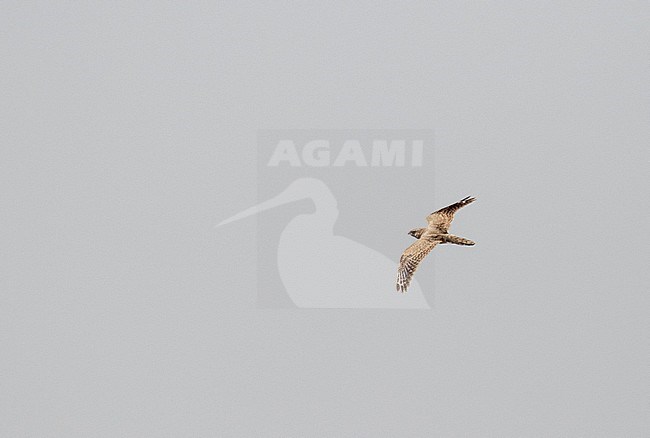 Egyptian Nightjar (Caprimulgus aegyptius) in flight stock-image by Agami/Pete Morris,