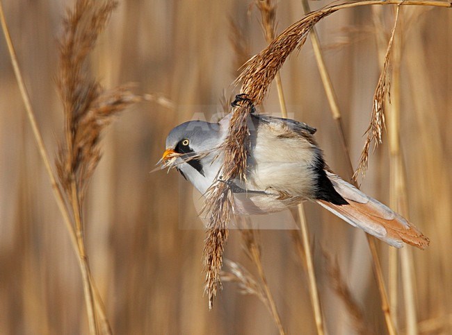 Baardman foeragerend in rietveld; Bearded Reedling foraging in reedbed stock-image by Agami/Markus Varesvuo,