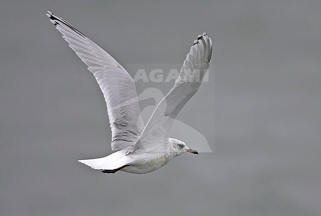 Onvolwassen Zwartkopmeeuw in vlucht, Immature Mediterranean Gull in flight stock-image by Agami/Tomi Muukkonen,