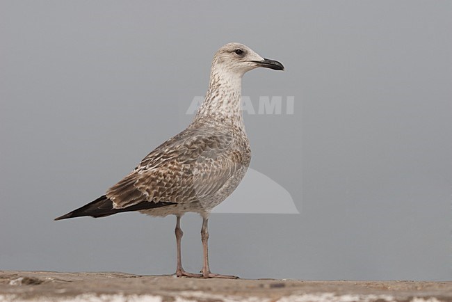 Kleine Mantelmeeuw; Lesser Black-backed Gull stock-image by Agami/Harvey van Diek,