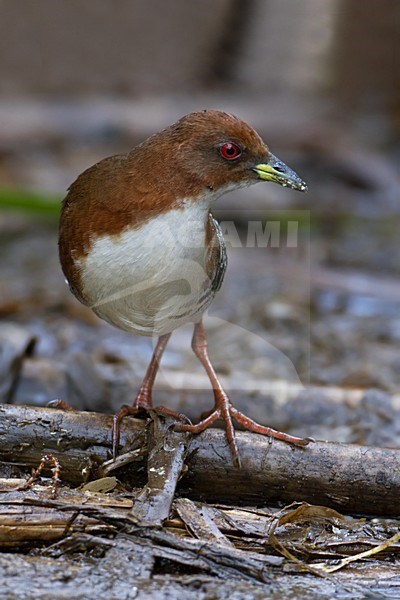 Roodbonte Dwergral, Red-and-white Crake stock-image by Agami/Dubi Shapiro,