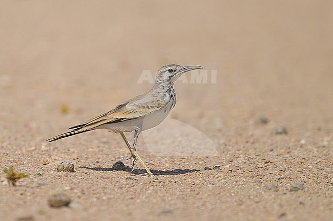 Greater Hoopoe-Lark, Alaemon alaudipes, walking on the sand. stock-image by Agami/Sylvain Reyt,