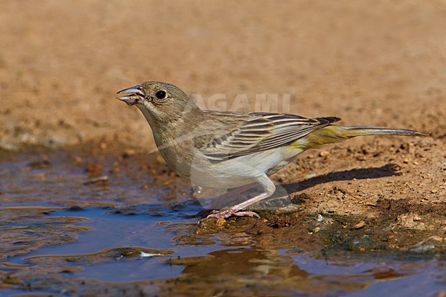 Zwartkopgors vrouwtje drinkend; Black-headed Bunting female drinking stock-image by Agami/Daniele Occhiato,