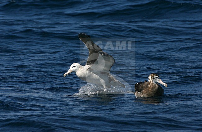 Tristanalbatros in vlucht; Tristan Albatros in flight stock-image by Agami/Marc Guyt,