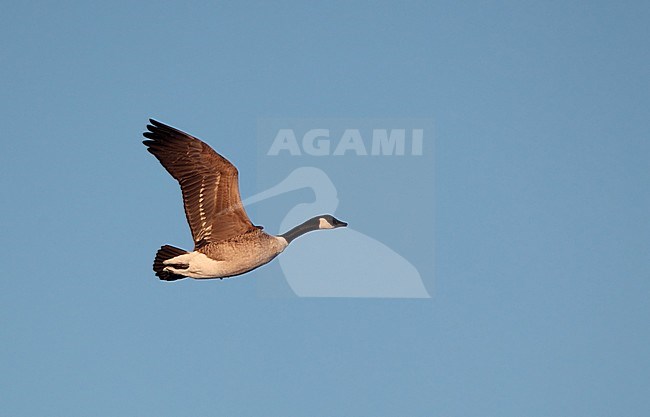 Canada Goose, Branta canadensis canadensis, presumed 1stW at Frederikssund, Denmark stock-image by Agami/Helge Sorensen,