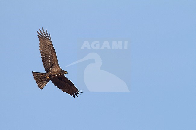 Dark morph Black Kite (Milvus migrans migrans) in flight against blue sky in Morocco during migration. stock-image by Agami/Ralph Martin,
