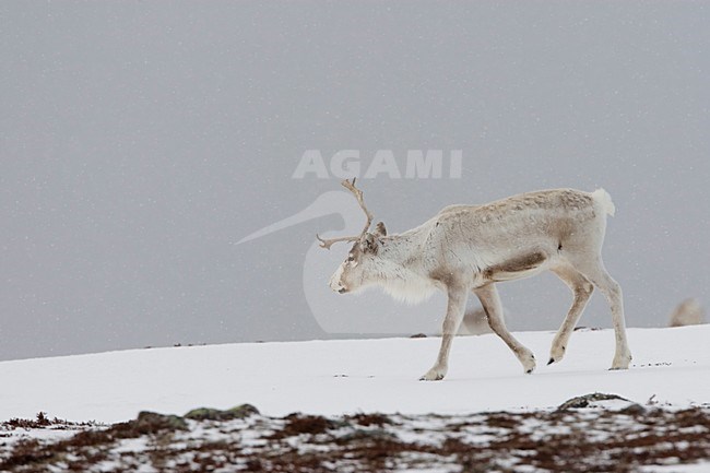 Rendier in de sneeuw; Reindeer in snow stock-image by Agami/Arie Ouwerkerk,