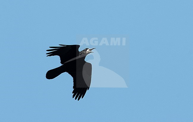 Rook (Corvus frugilegus) calling in flight stock-image by Agami/Roy de Haas,