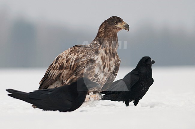 Zeearend tussen raven in de sneeuw; White-tailed eagle and Raven in snow stock-image by Agami/Han Bouwmeester,