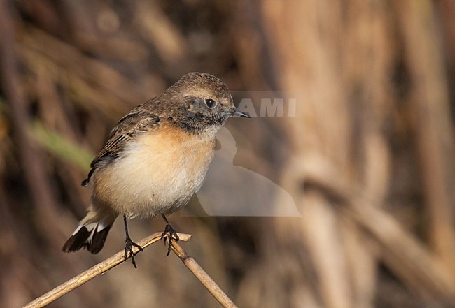 Bonte Tapuit, Pied Wheatear, Oenanthe pleschanka stock-image by Agami/Arnold Meijer,