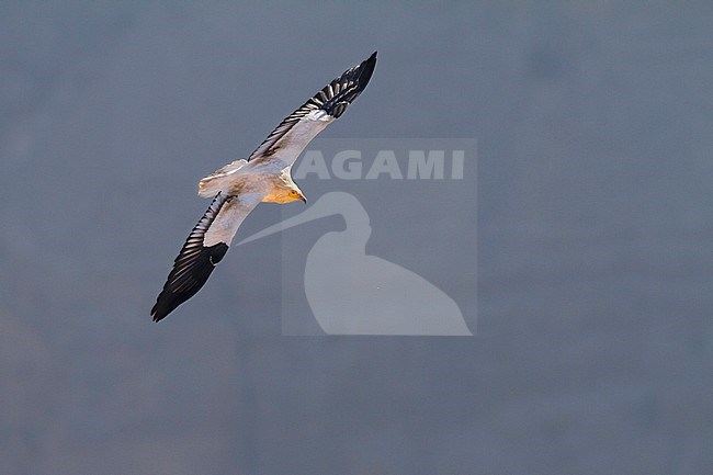 Egyptian Vulture - Schmutzgeier - Neophron percnopterus ssp. percnopterus, Oman, adult stock-image by Agami/Ralph Martin,