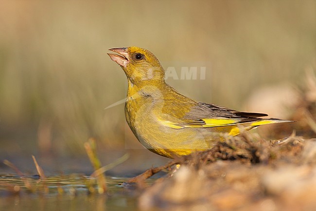 Greenfinch, Groenling, Carduelis chloris ssp. aurantiiventris, Croatia, adult male stock-image by Agami/Ralph Martin,