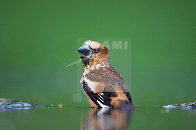 Volwassen Appelvink badderend; Adult Hawfinch bathing stock-image by Agami/Marc Guyt,