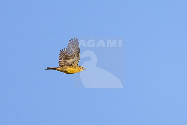 Migrating Yellow-breasted Bunting (Emberiza aureola) in Thailand. stock-image by Agami/Sylvain Reyt,