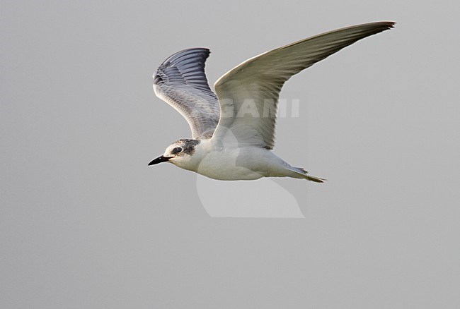 Whiskered Tern juvenile flying, Witwangstern juveniel vliegend stock-image by Agami/Markus Varesvuo,