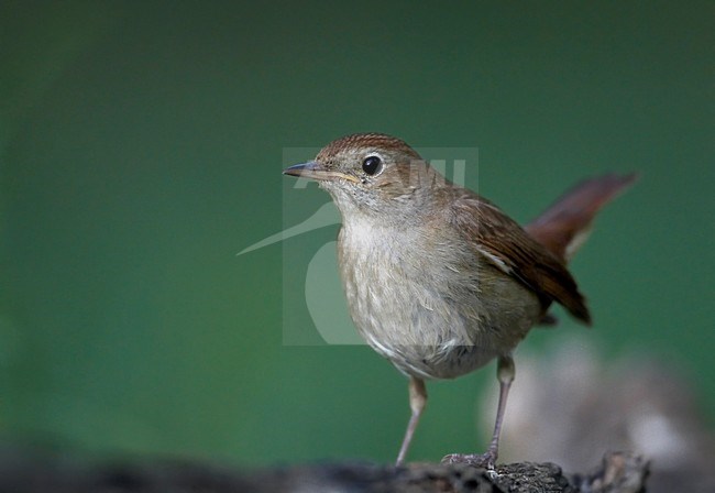 Nachtegaal; Common Nightingale  (Luscinia megarhynchos) Hungary May 2008 stock-image by Agami/Markus Varesvuo / Wild Wonders,