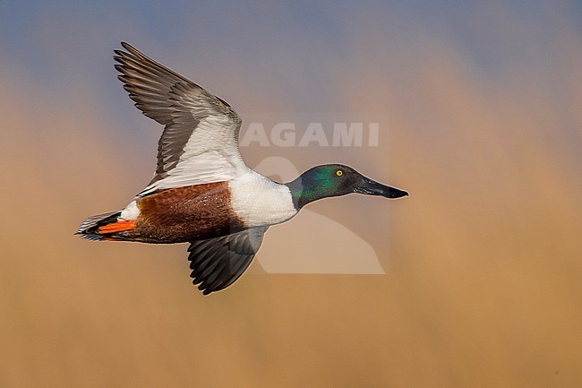 Vliegend mannetje Slobeend; Northern Shoveler male in flight stock-image by Agami/Daniele Occhiato,