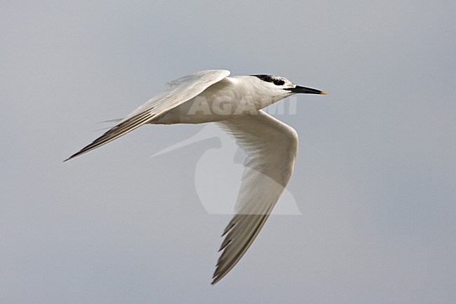Sandwich Tern adult winter flying; Grote Stern adult winterkleed vliegend stock-image by Agami/Marc Guyt,