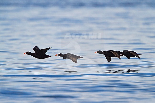 Surf Scoter (Melanitta perspicillata) flying in Churchill, Manitoba, Canada. stock-image by Agami/Glenn Bartley,