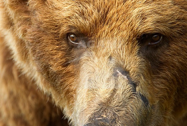 Mannetje Bruine Beerclose-up, Brown Bear male close-up stock-image by Agami/Danny Green,