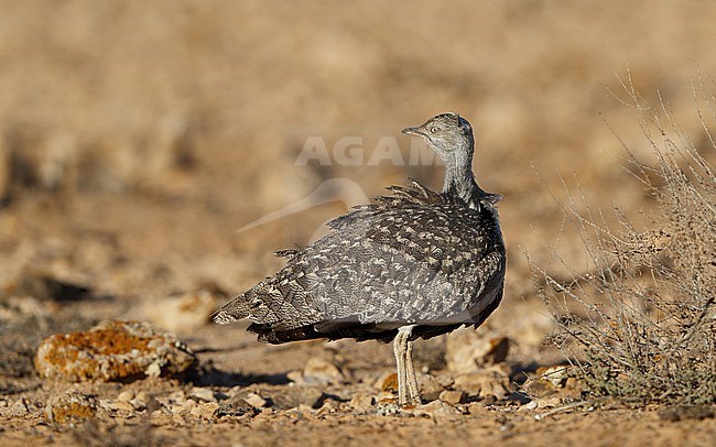 Houbara Bustard (Chlamydotis undulata fuertaventurae) at Tindaya Plains, Fuerteventura, Canary Islands stock-image by Agami/Helge Sorensen,