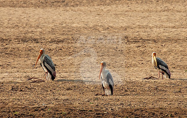 Three Painted Storks (Mycteria leucocephala) resting on the shore of a river in Asia. stock-image by Agami/Marc Guyt,