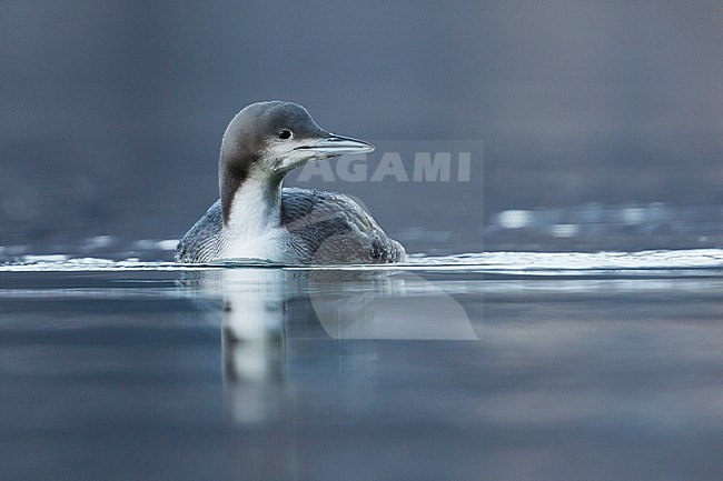 Pacific Loon (Gavia pacifica), Switzerland, 1st cy stock-image by Agami/Ralph Martin,