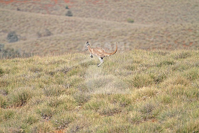 Common wallaroo stock-image by Agami/Pete Morris,