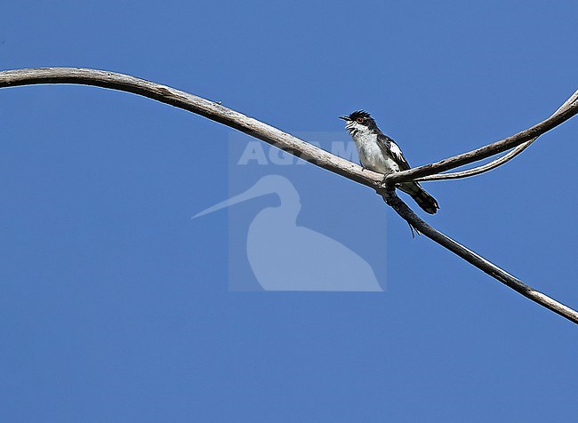 Little Bronze Cuckoo (Chrysococcyx minutillus crassirostris) in the Lesser Sundas, Indonesia. This subspecies also called pied bronze cuckoo and sometimes split as a seperate species. stock-image by Agami/James Eaton,