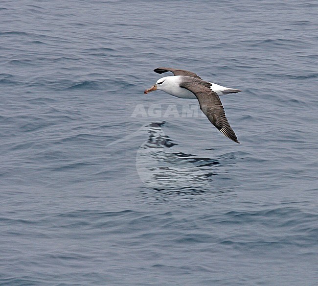 Black-browed Albatross (Thalassarche melanophrys) flying over the ocean near Antarctica stock-image by Agami/Pete Morris,