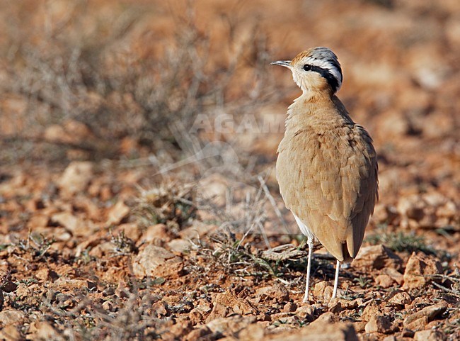 Renvogel in halfwoestijn; Cream-coloured Courser semi desert stock-image by Agami/Markus Varesvuo,