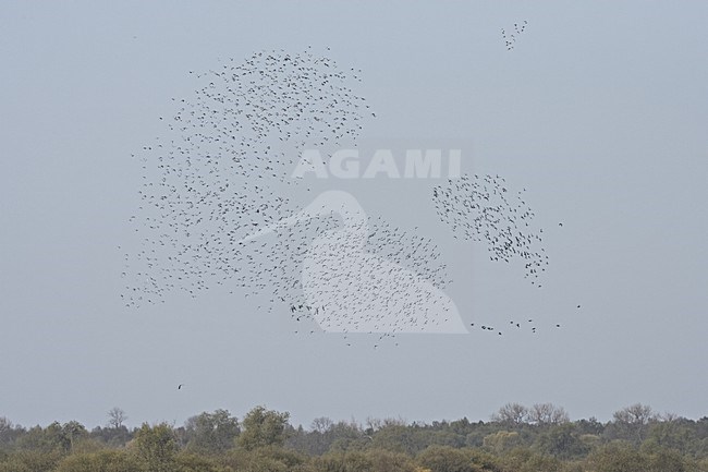 Ruff large flock flying; Kemphaan grote groep vliegend stock-image by Agami/Jari Peltomäki,