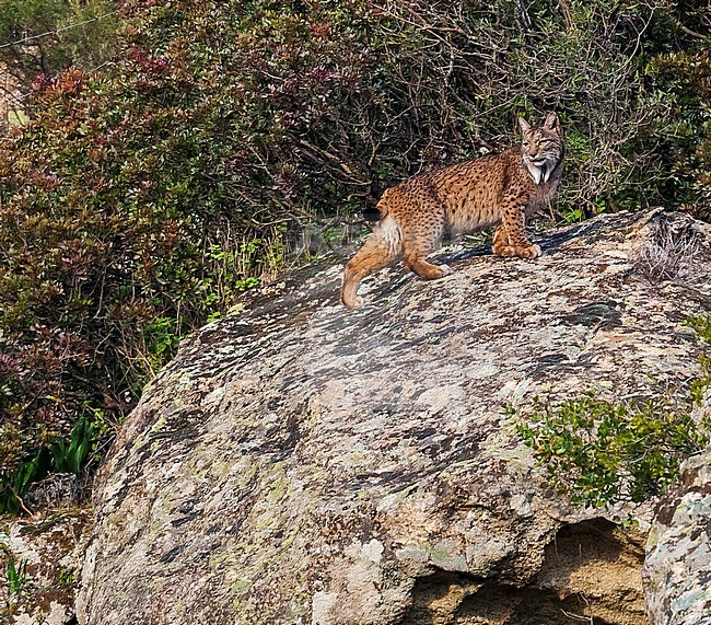 This endangered female Iberian Lynx was taked from 150m far she was with his young searching for prey, Sierra Morena, Adalucia, Spain. stock-image by Agami/Vincent Legrand,
