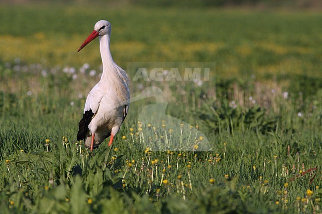 Ooievaar in een weiland; White Stork in a meadow stock-image by Agami/Karel Mauer,