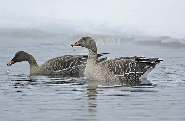 Taiga Rietgans in de winter, Taiga Bean Goose in winter stock-image by Agami/Markus Varesvuo,
