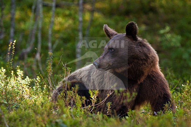Bruine Beer in bos, Brown Bear in forest stock-image by Agami/Menno van Duijn,