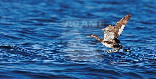 Volwassen Roodhalsfuut in zomerkleed, Adult summer Red-necked Grebe stock-image by Agami/Tomi Muukkonen,