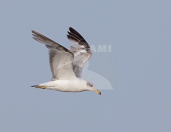 Tweede zomer Reuzenzwartkopmeeuw, Second summer Pallas's Gull stock-image by Agami/Mike Danzenbaker,