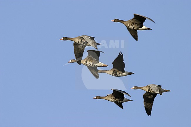 Groep Kolganzen in vlucht; Group of Greater Whitefronted Geese in flight stock-image by Agami/Ran Schols,