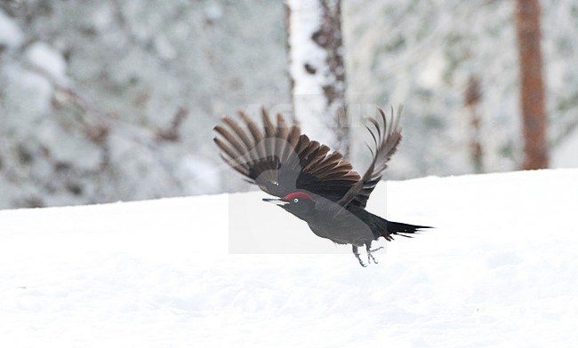 Zwarte Specht vliegend door besneeuwd taiga bos; Black Woodpecker flying through snow covered taiga forest stock-image by Agami/Marc Guyt,