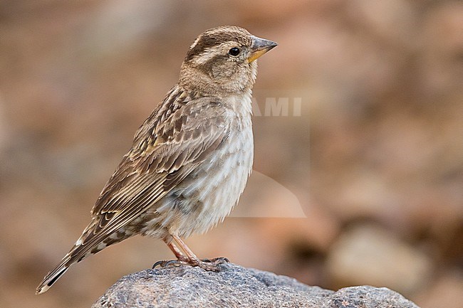 Rock Sparrow (Petronia petronia barbara), side view of an adult standing on a stone stock-image by Agami/Saverio Gatto,