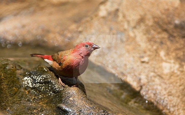 Vuurvinkje, Red-billed Firefinch, Lagonosticta senegala stock-image by Agami/Marc Guyt,