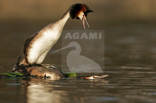 Futen parend; Great Crested Grebes mating stock-image by Agami/Menno van Duijn,