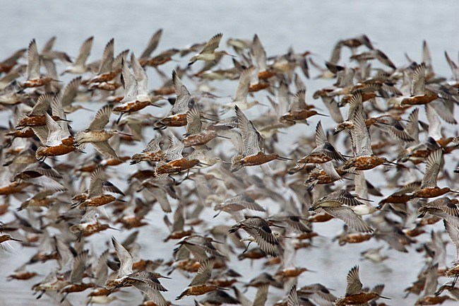 Bar-tailed Godwit flock flying; Rosse Grutto groep vliegend stock-image by Agami/Arie Ouwerkerk,