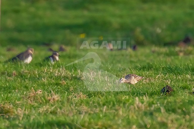 Little Curlew (Numenius minutus) aka Little Whimbrel walking on a agricultural field, Houtave, West Flanders, Belgium. stock-image by Agami/Vincent Legrand,