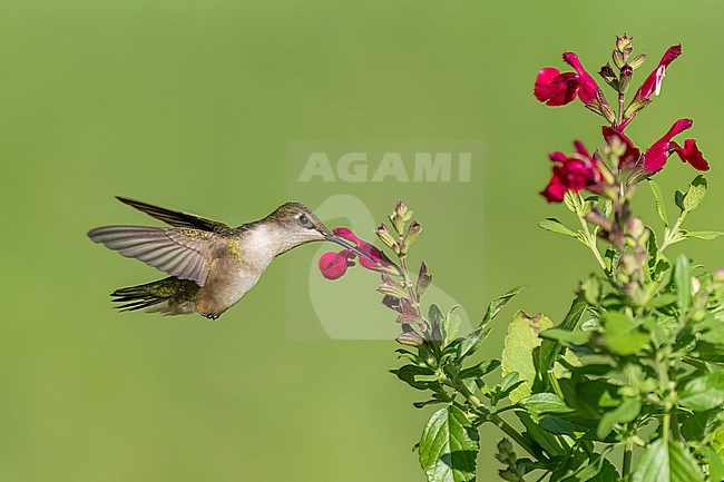 Adult female
Galveston Co., TX
April 2023 stock-image by Agami/Brian E Small,