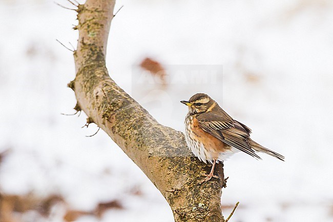 Redwing, Turdus iliacus sitting on tree with snow covered forest floor in background stock-image by Agami/Menno van Duijn,